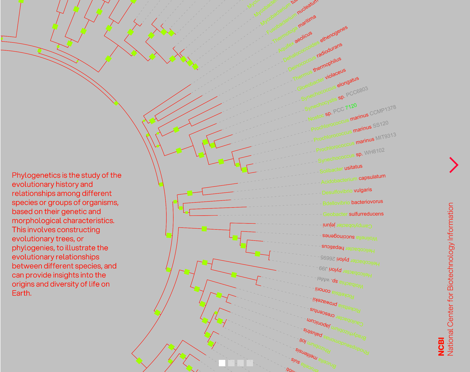Phylogenèse — image
