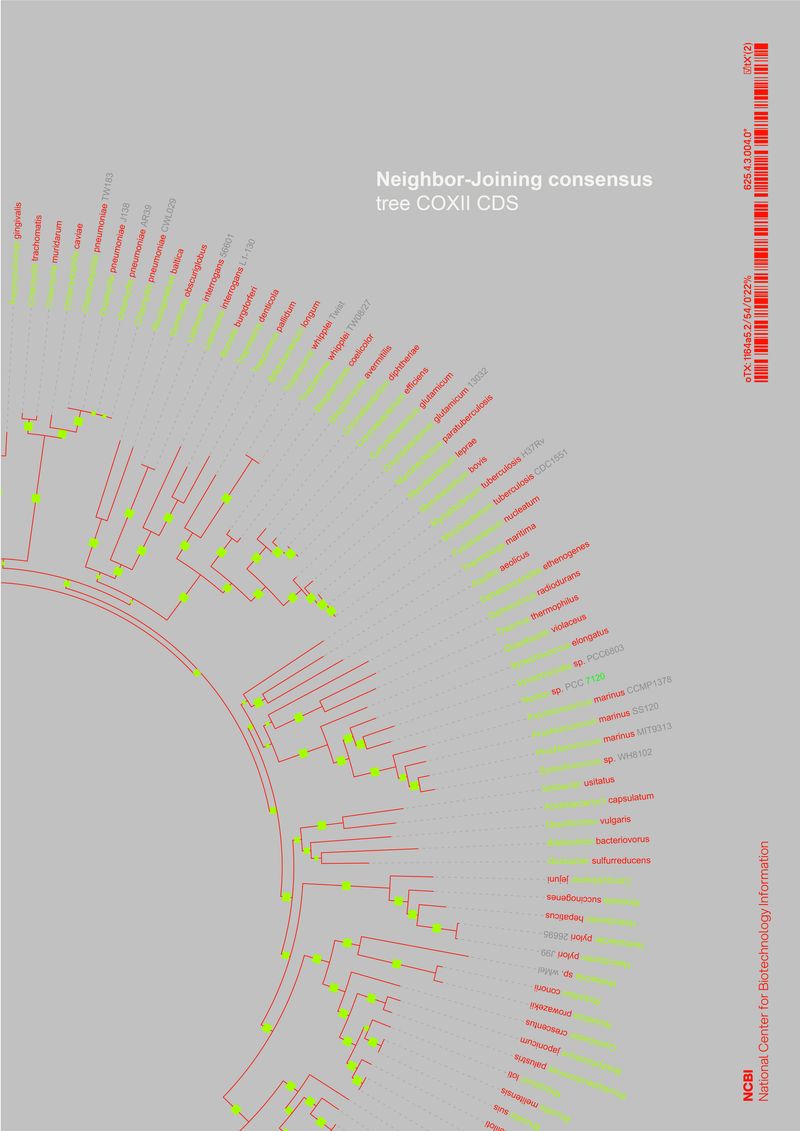 Phylogenèse — cover