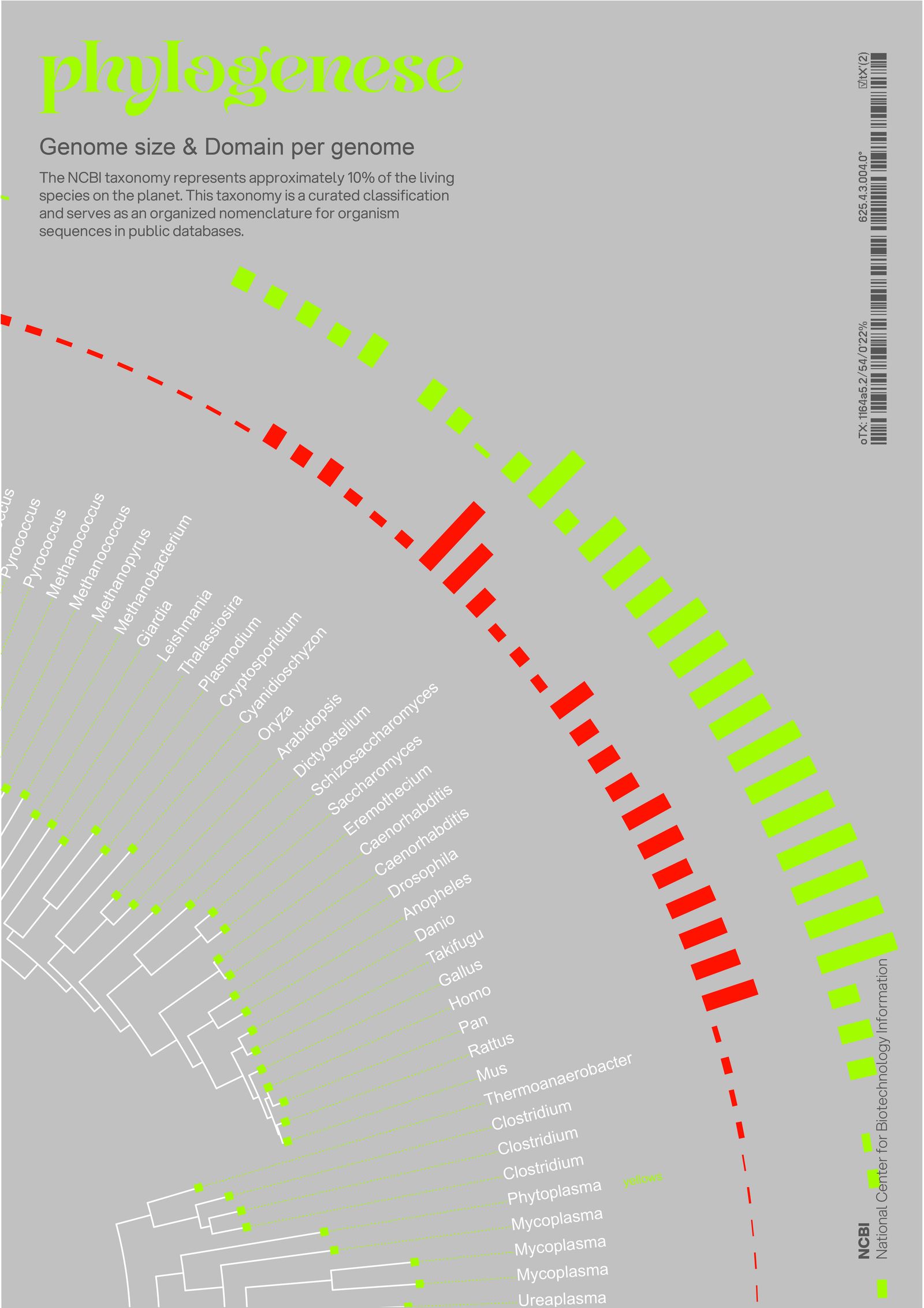 Phylogenèse — image