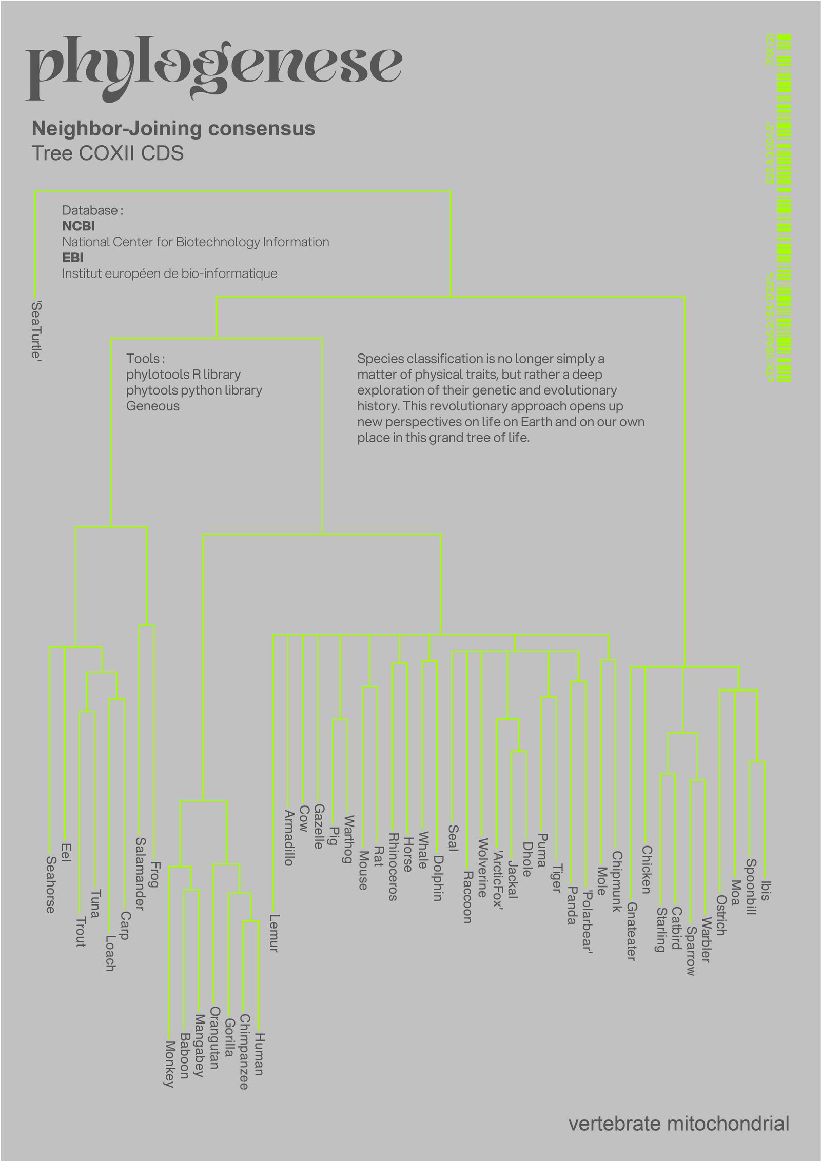 Phylogenèse — image