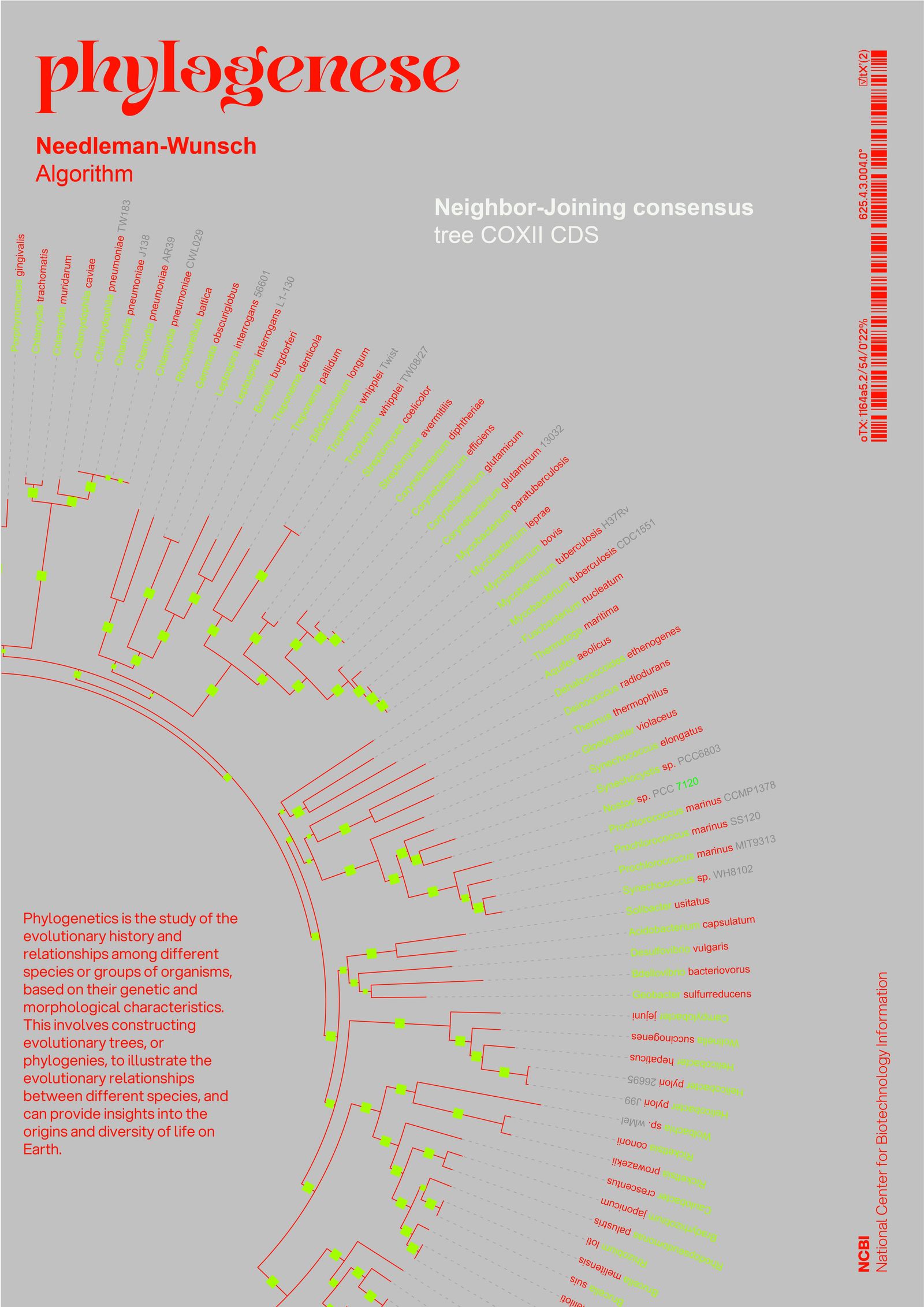 Phylogenèse — image
