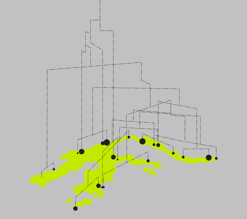 Phylogenèse — image
