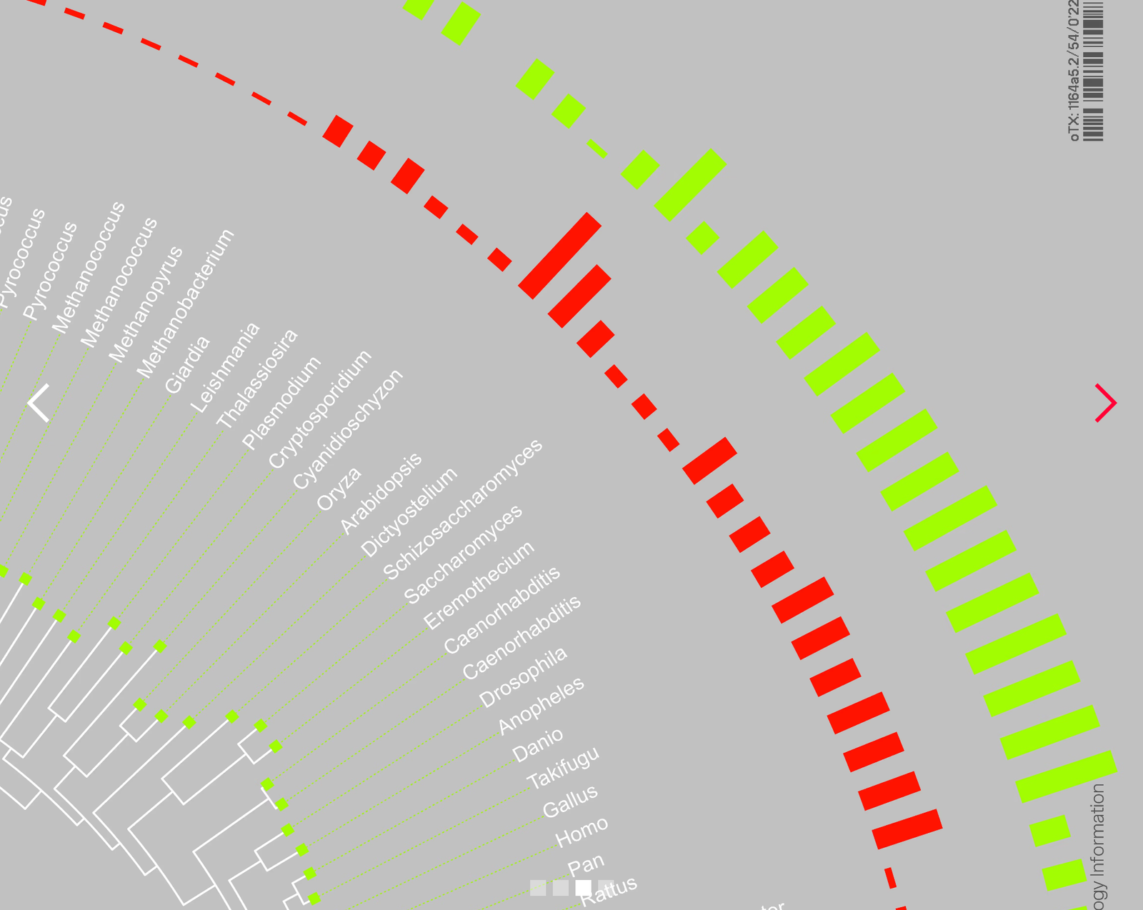 Phylogenèse — image